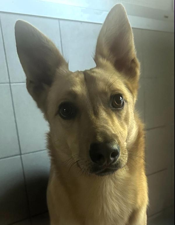 MANUEL DOLCE E TIMIDO Foto 9